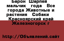 Барон (Шарпей), мальчик 3 года - Все города Животные и растения » Собаки   . Красноярский край,Железногорск г.